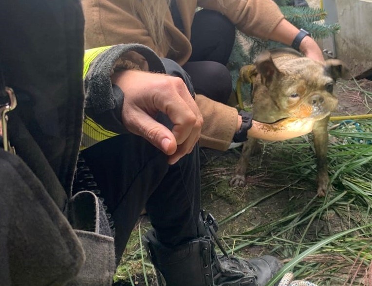 Dutchy was pulled to safety by North Vancouver City Fire Department after getting trapped in a crawlspace at Cascade at the Pier in North Vancouver. 