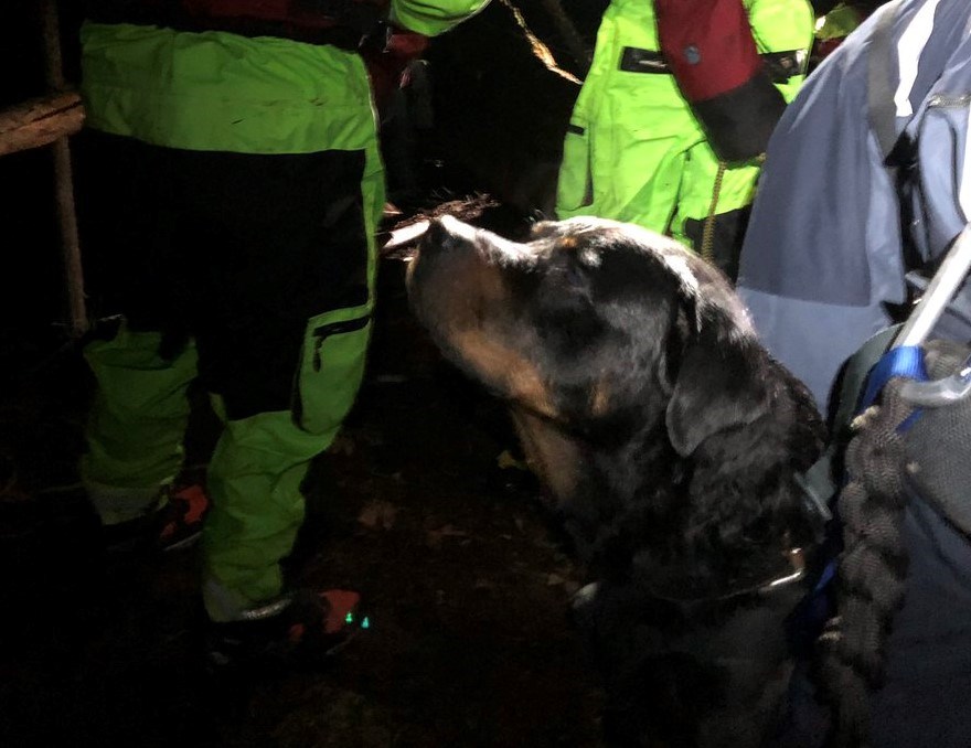 Dog saved from Cypress Falls Park (2)