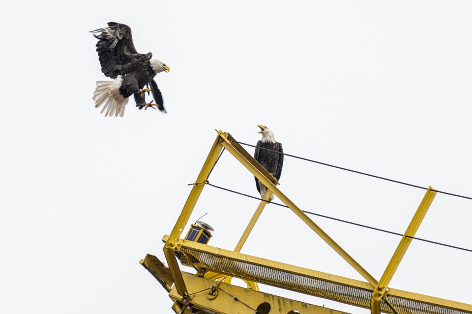 A pair of eagles land on The Shipyards Crane in North Vancouver on Feb. 15, 2021.