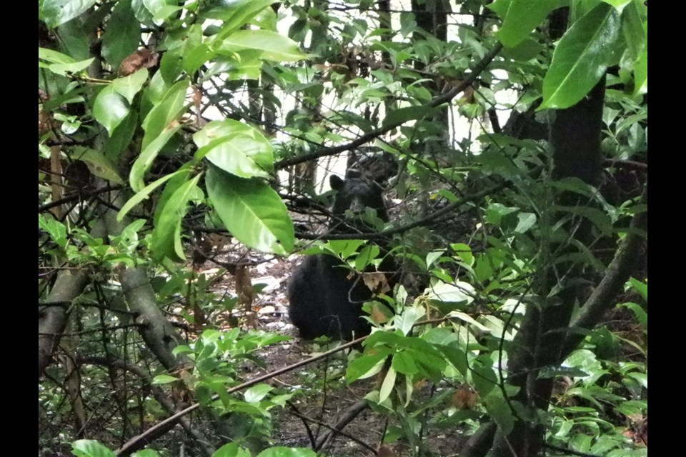 The BC Conservation Officer Service has shared this image of one of the bears allegedly fed by a West Vancouver man in a park area for several months. The conservation service is now recommending charges against the man.