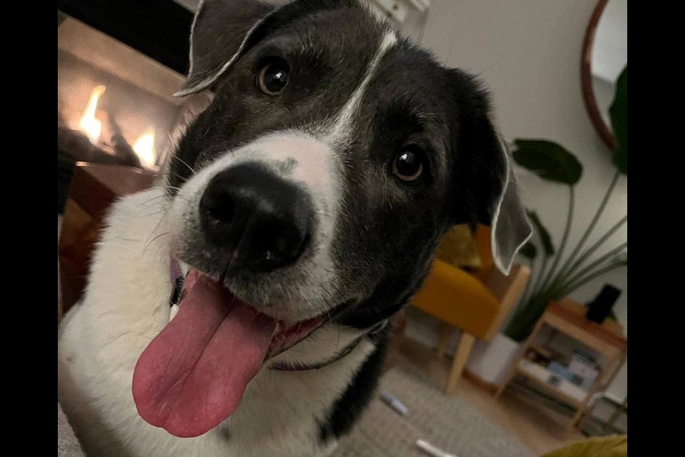 North Shore Rescue is asking the public to keep an eye out for Freeway, who is missing near Cypress Mountain in West Vancouver. | North Shore Rescue