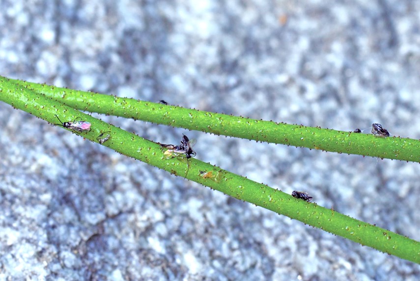 Tiny bugs are trapped in the sticky hairs of carnivorous Triantha occidentalis.