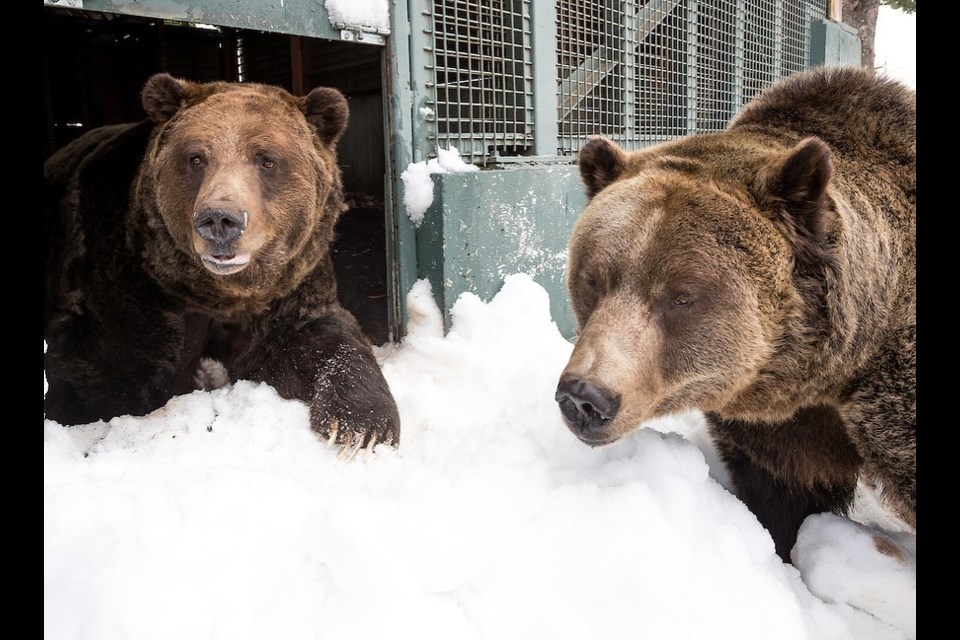 Grouse Mountain Grizzly bears Grinder and Coola after just coming out of winter dormancy in April 2020. 