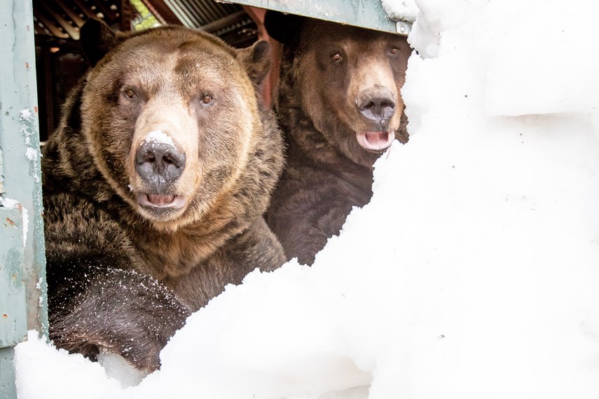 Grinder and Coola, the two resident grizzly bears at the Grouse Mountain Refuge for Endangered Wildlife, emerge from their 20th hibernation period on April 29th, 2021 at Grouse Mountain, North Vancouver, BC.