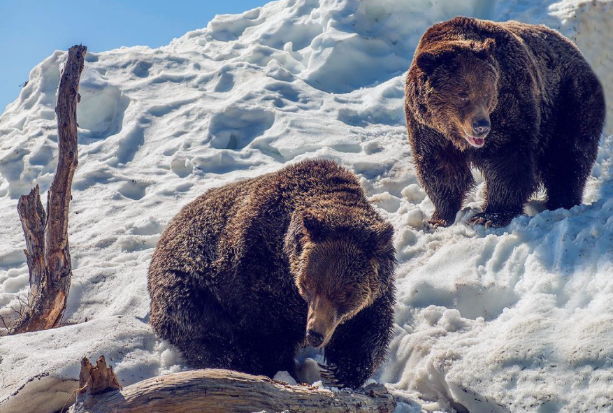Grouse Mountain Grizzly bears Grinder and Coola after just waking up from winter dormancy in April 2016. 