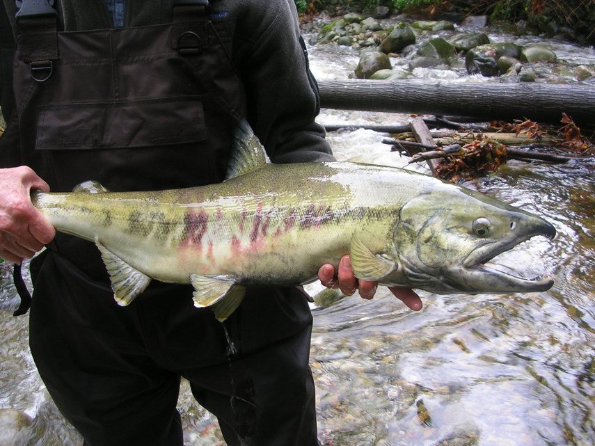 Large male chum salmon web
