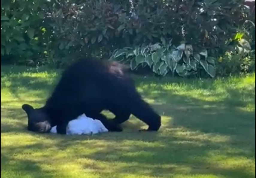 Laundry bear web