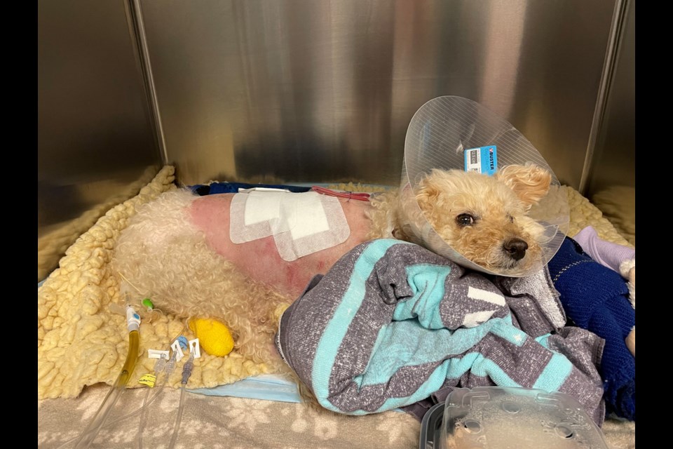 Lucy, the 10-year-old mini goldendoodle was attacked by an off-leash dog in North Vancouver on Aug. 18, 2021. She died a few days later.