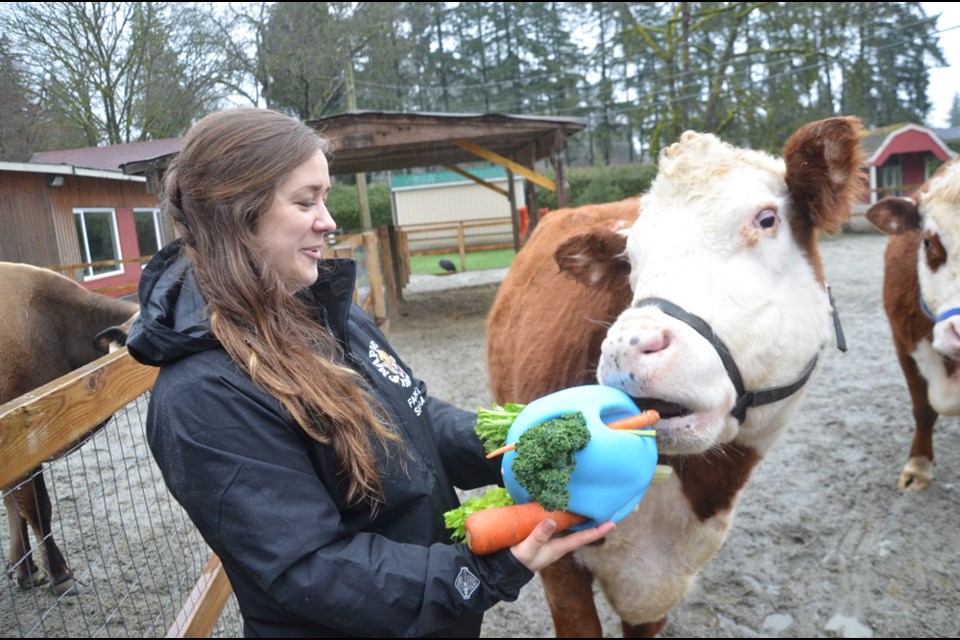 Om nom nom. Maplewood Farms supervisor Selina Merrick offers some donated produce to Judy, a Herford cow, March 18, 2022.