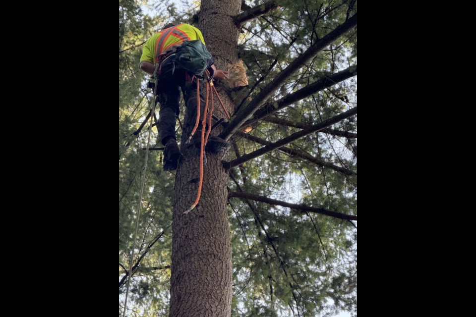 An arborist came to the rescue, climbing a 30-metre (100-foot) tree to save Steve the cat in North Vancouver. | Courtesy of Michelle Johnson 