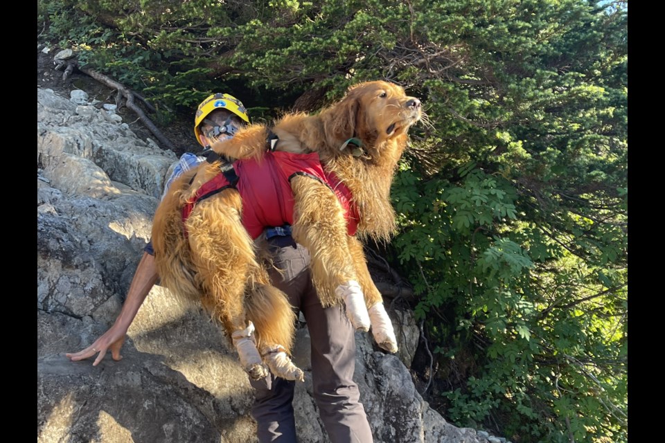 Golden retriever Duke is carried off Mount Seymour to a waiting helicopter by members of North Shore Rescue.