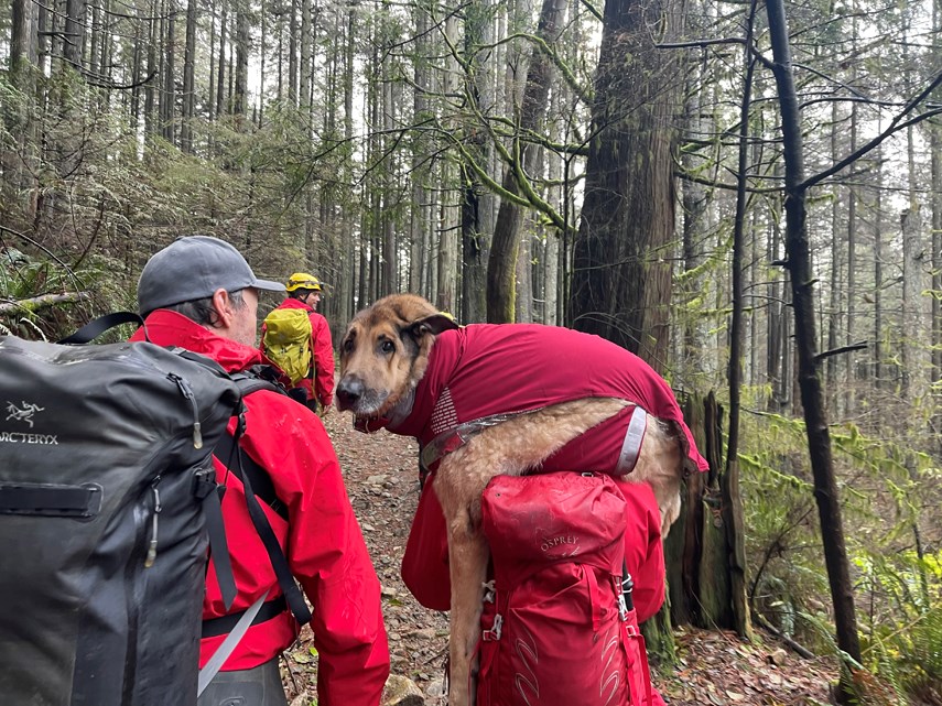 NSR Dog rescue photo Ryan Morasiewicz web