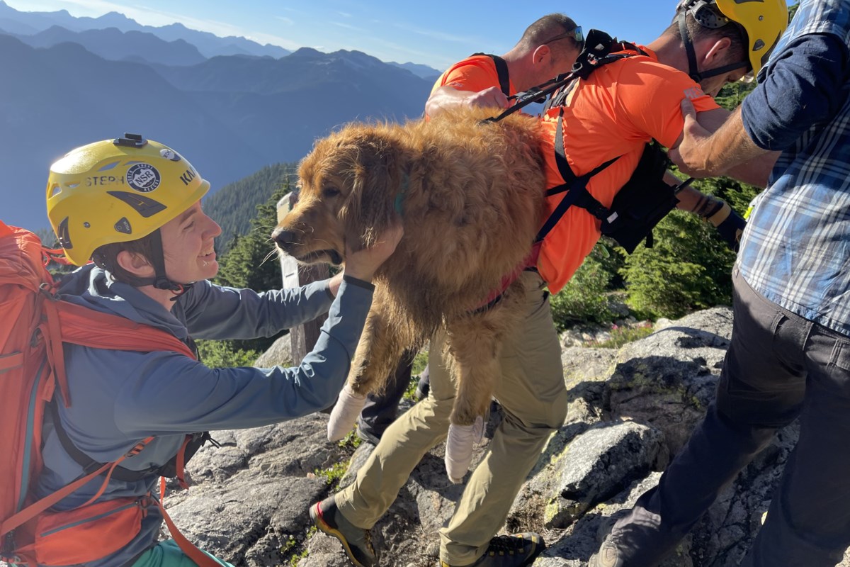 Injured dog hitches helicopter ride off Mount Seymour with NSR