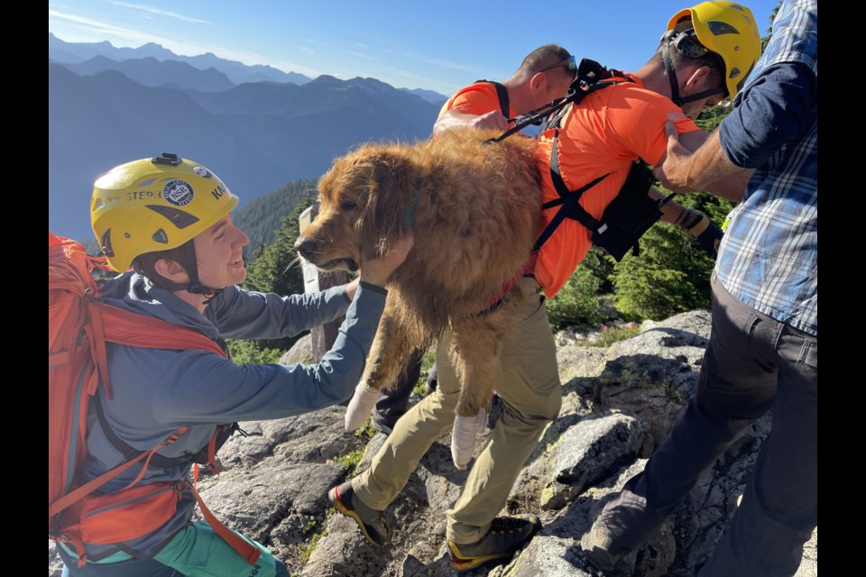 Golden retriever Duke is carried off Mount Seymour to a waiting helicopter by members of North Shore Rescue.