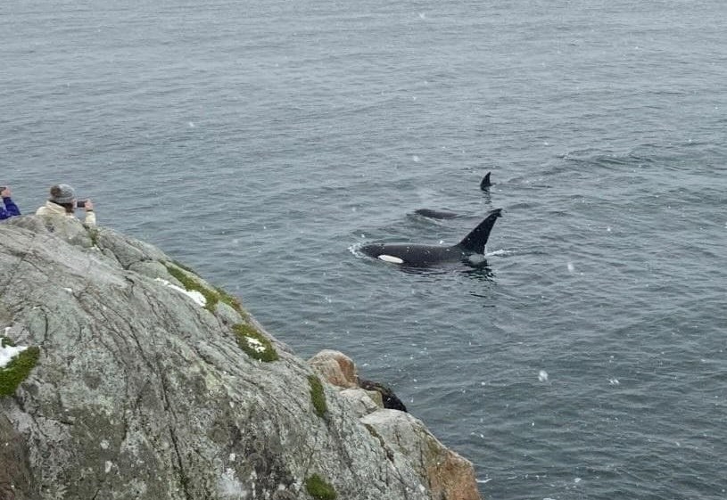 Orcas were spotted swimming close to shore at Whytecliff Park in West Vancouver on Valentine's Day (Feb. 14, 2021). 