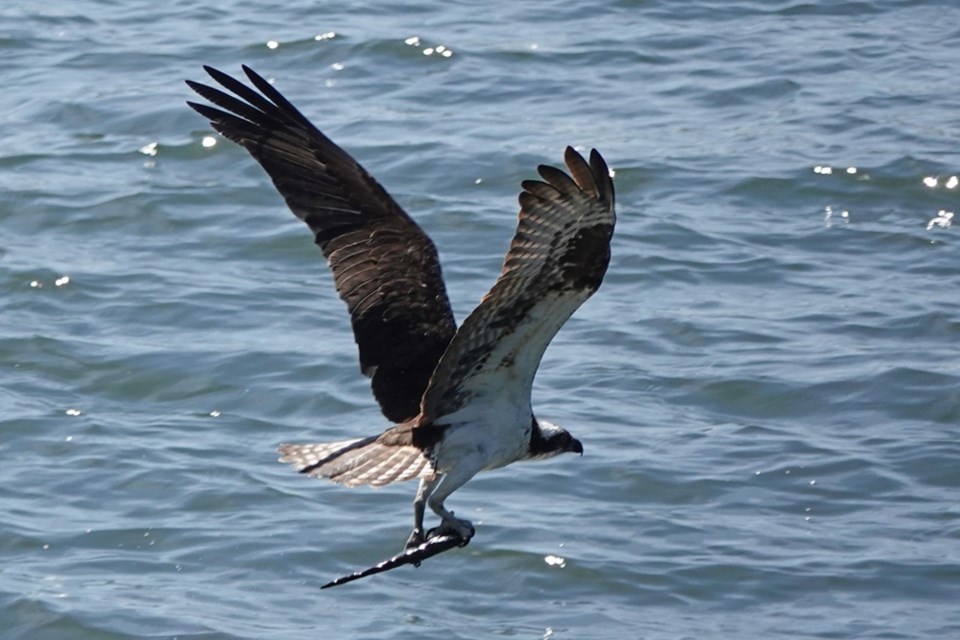 An osprey flies off with its prize on the North Vancouver waterfront. Scroll through the photo gallery to watch the hunt unfold. 