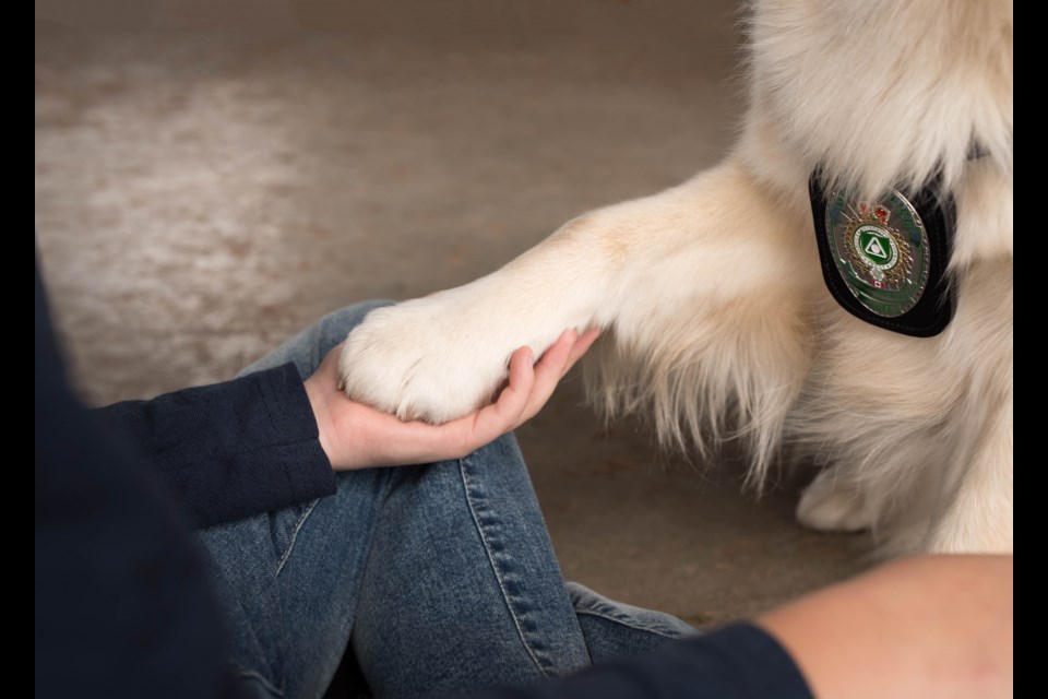 Some service dogs provide support to people who have experienced crimes, helping them through grief counselling and the entire judicial process.