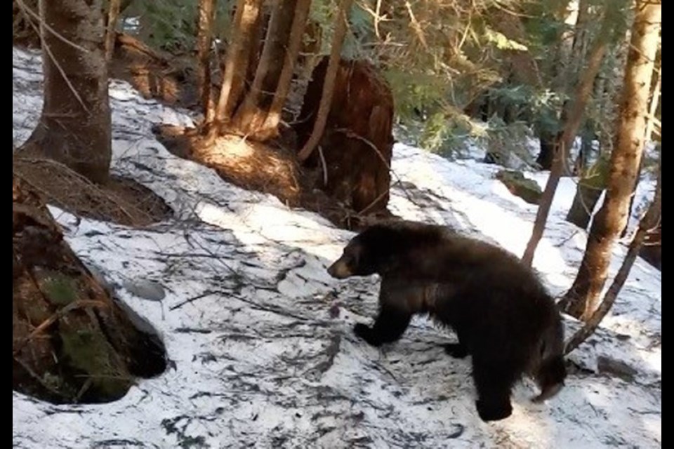 In 2020, the public was warned of a pushy young black bear on trails around Grouse Mountain and Mount Fromme. In many cases, standing your ground is enough to send a following bear in the other direction.