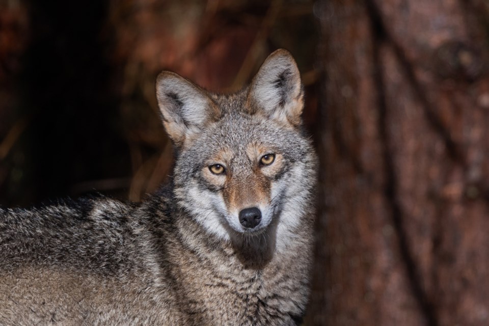 A coyote displays its penetrating gaze in this stunning photo taken by reader Andrew Harnden in North Vancouver's Roche Point Park.