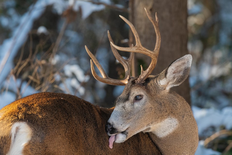 Roche_Point_Park_deer_lick WEB