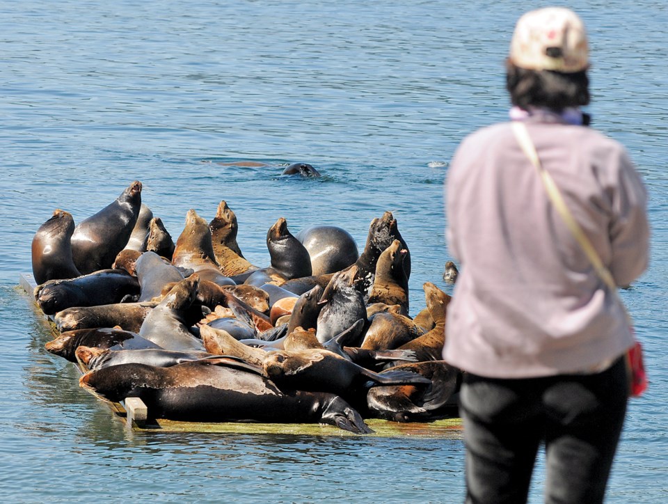 sea-lions-at-garrow-bay-01