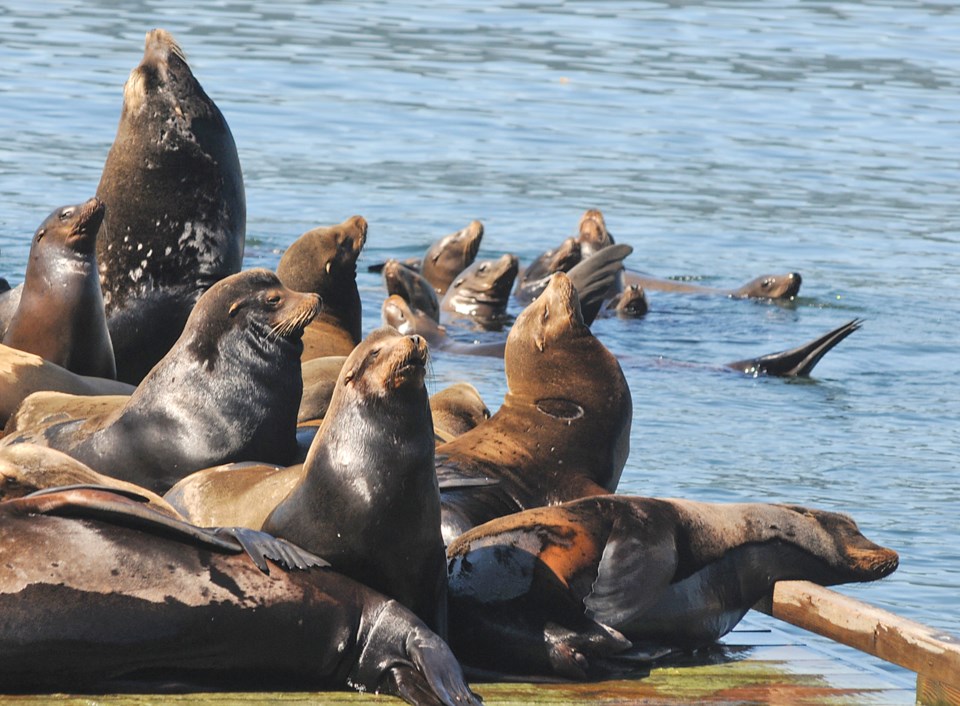 sea-lions-at-garrow-bay-02