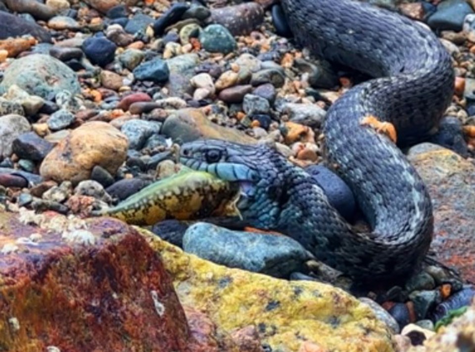 Snake eating fish WEB