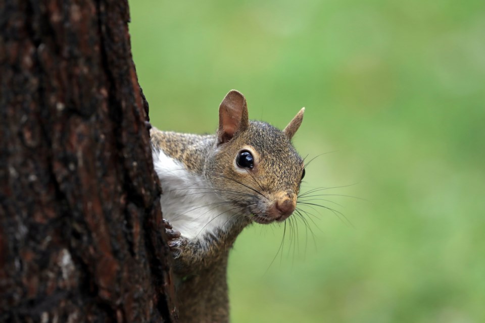 A crew helped the squirrel exit safely.