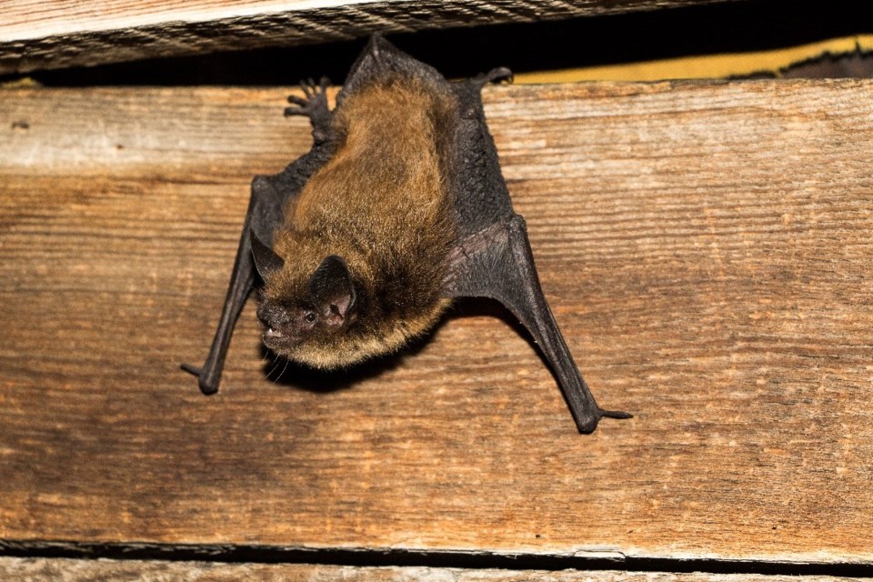 The Little Brown Myotis - B Paterson