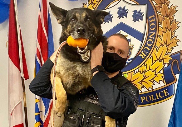 West Vancouver Police service dog Ranger with his partner Cpl. Mark McLean. The German Shepherd has retired after seven years. 
