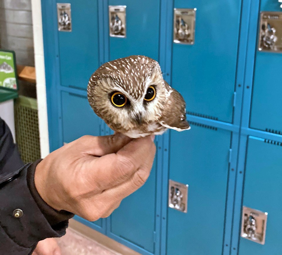 Whet owl