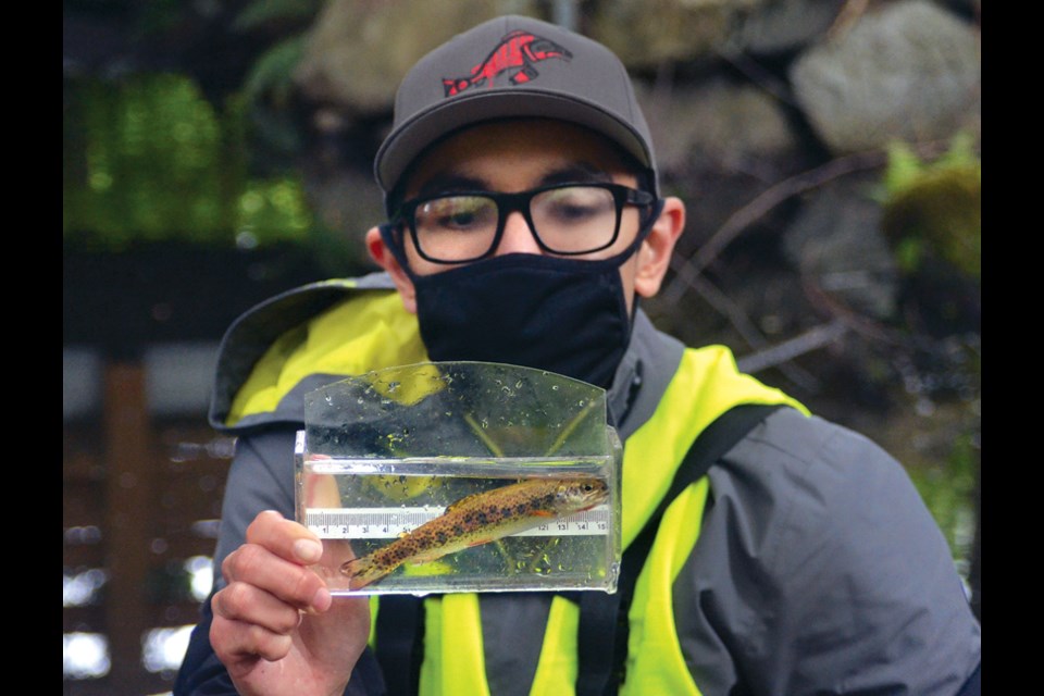 West Vancouver Streamkeepers volunteer Joseph McDaniel measures a juvenile cutthroat trout in Larson Creek on Monday, May 17, 2021. The group is using gee traps to capture the fish without harm.