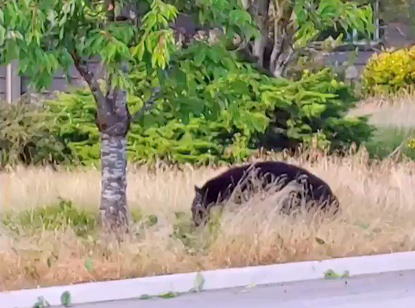 Blacks bears in tree(1)