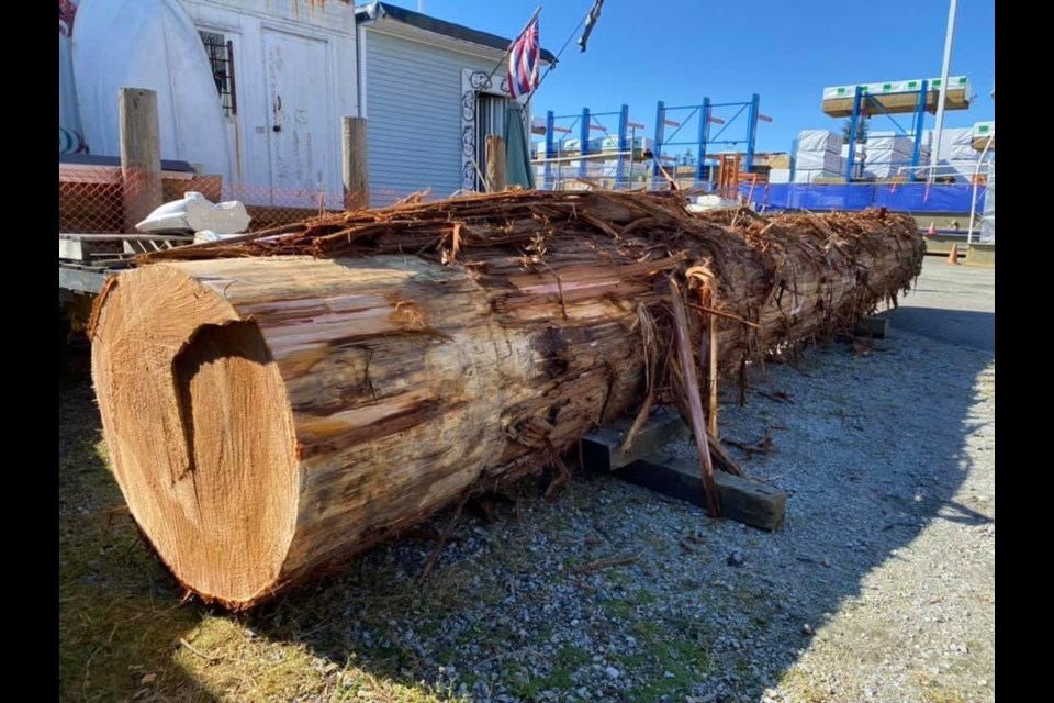 This red cedar log from the Squamish Valley will be carved by Coast Salish artist Jody Broomfield into a Welcome Figure for Ecole Argyle Secondary in North Vancouver.
