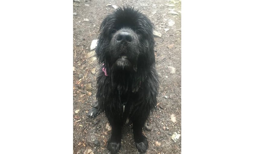 West Vancouver Fire and Rescue members spent hours searching for black Newfoundland dog Raven, April 30, 2021.