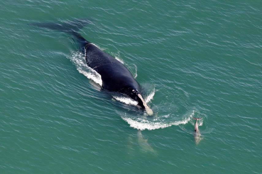 North Atlantic right whale getty web