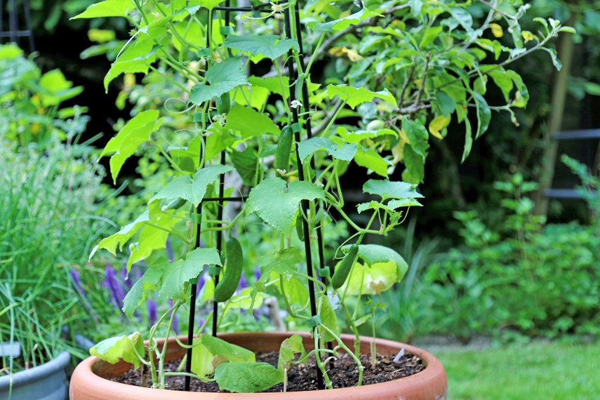 Potted and trellised, Persian Green Finger cucumbers produce prolifically all season.