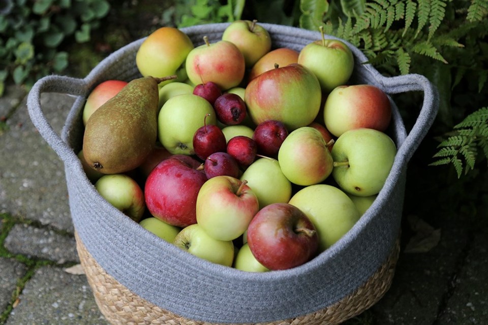 ’Apples Pears Basket’: Fruitful basket of apples, pears, crabapples, sunshine, minerals and rain.