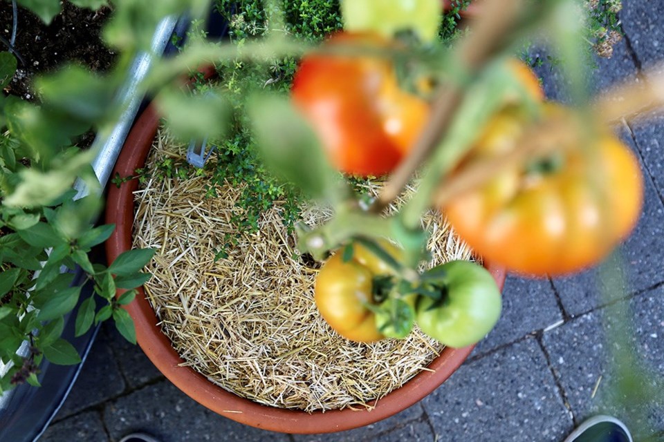 Mulched potted tomato: Clean straw mulch in pots reduces watering by two-thirds.