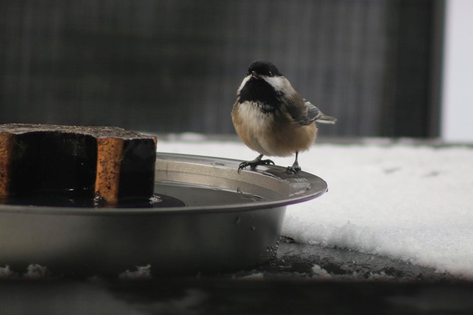 This Blackcap chickadee is too tiny to search far and wide for fresh water.