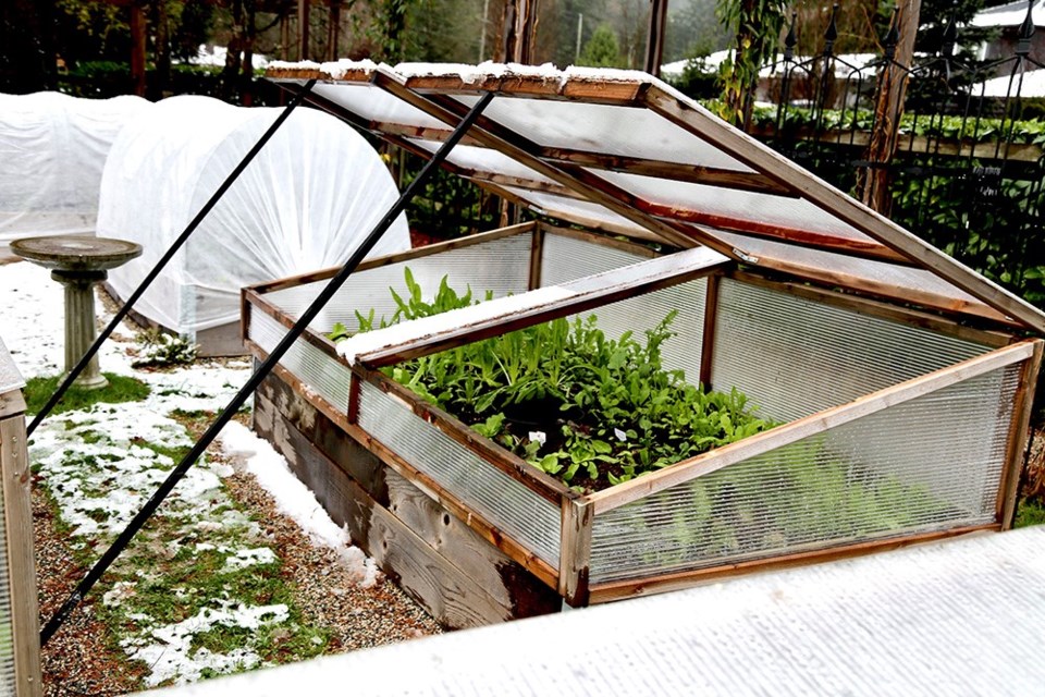 DIY cold frame, home to gorgeous chicories, radicchio and arugula.