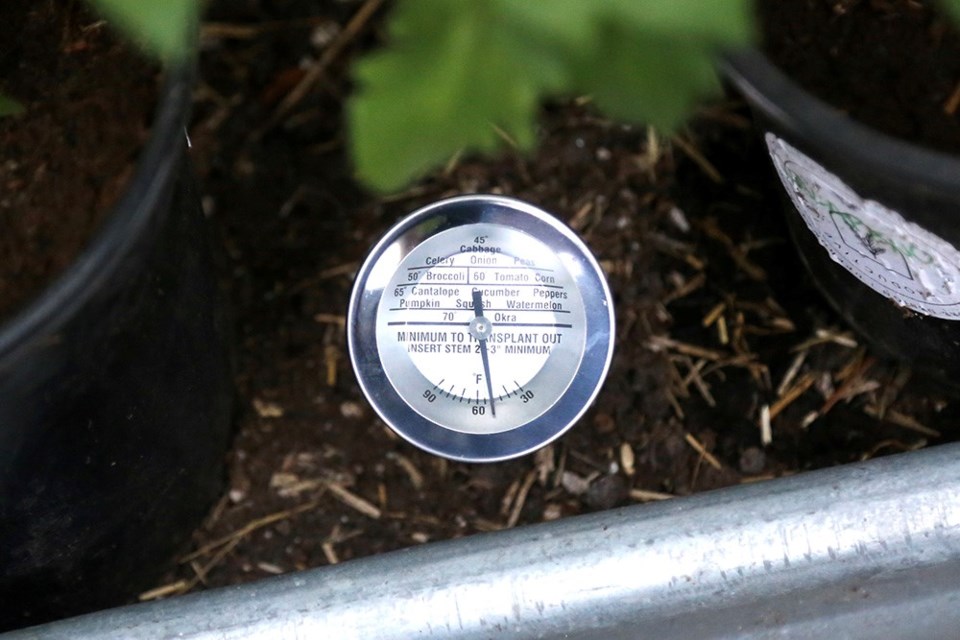 A quality soil temperature thermometer eliminates transplant timing guesswork.