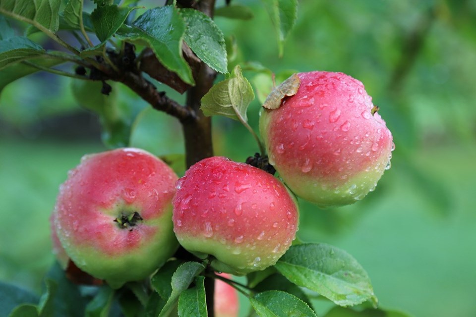 Columnar Golden Sentinel apple tree sets fruit vertically, along its trunk.