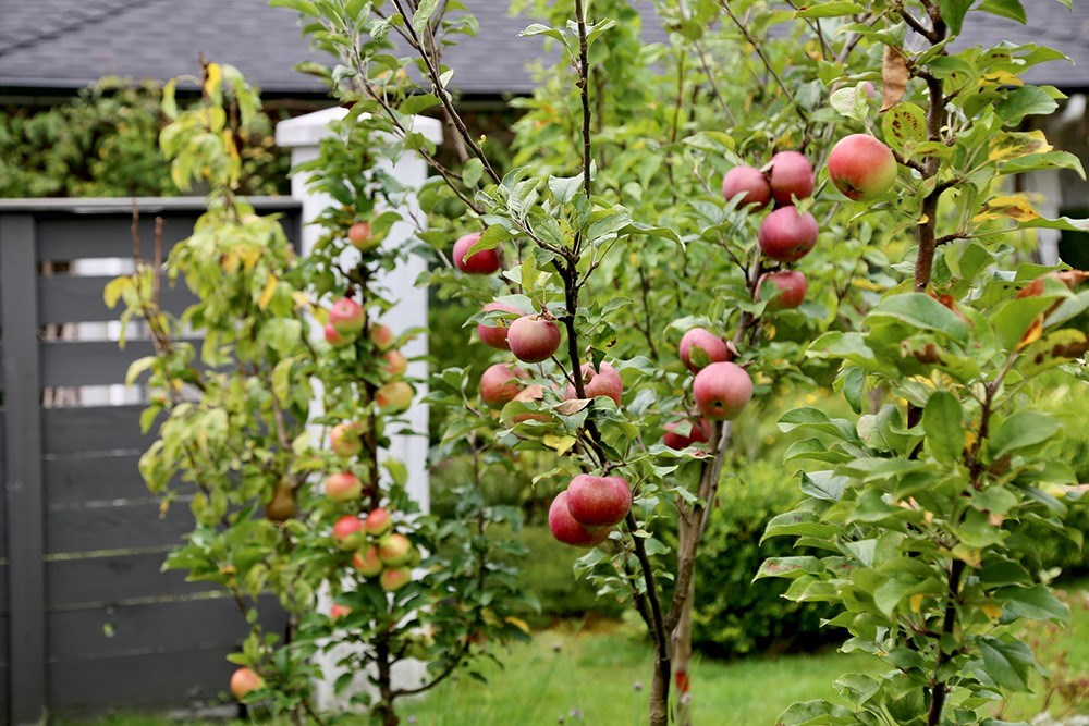 Dwarf apple trees sales