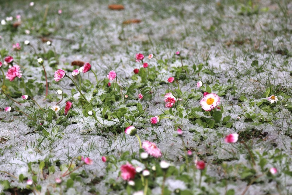 Mini English daisies, baby blue eyes and yarrow bloom in hail-hardy bee turf.