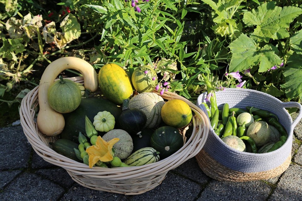 Beyond bountiful: final harvest from a three-month-old edible ecosystem.