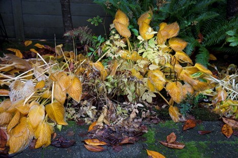 Beautiful winter habitat in the making: food and shelter in a shade garden.


