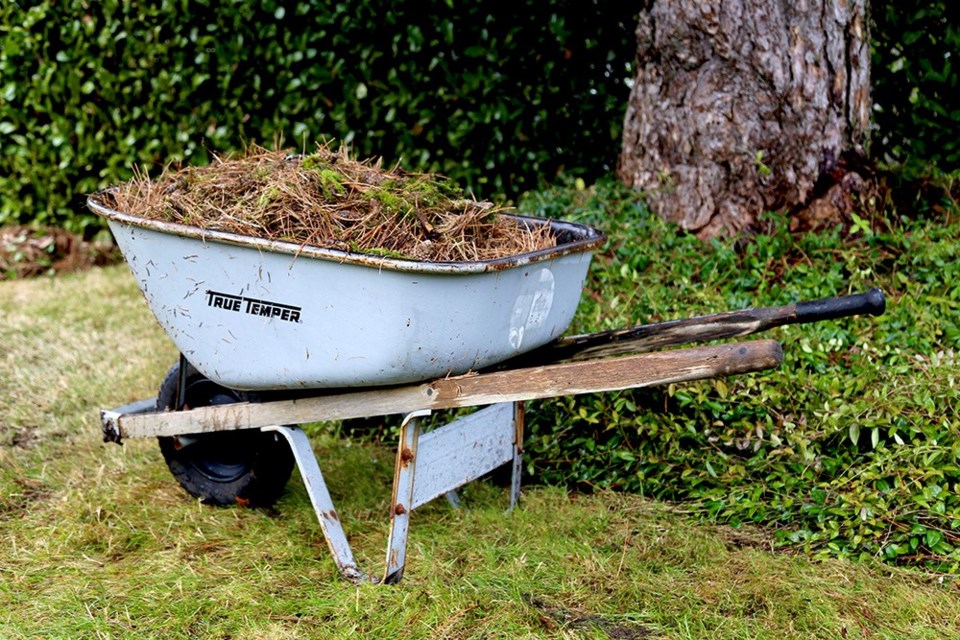 Pine duff will be replaced post sod removal and re-wilding.