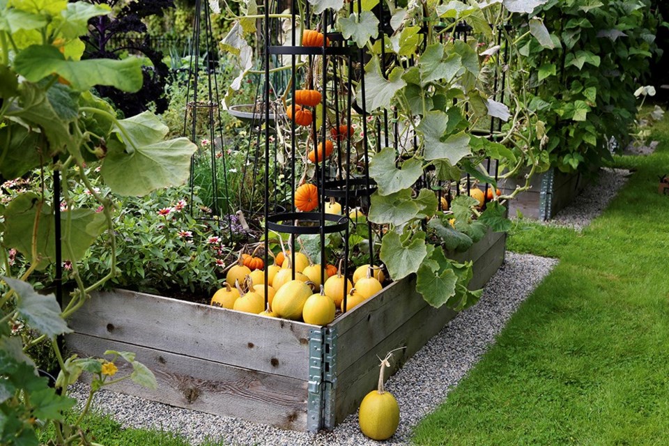 Angel Hair spaghettini squash mature in-place where they dropped off the vines.