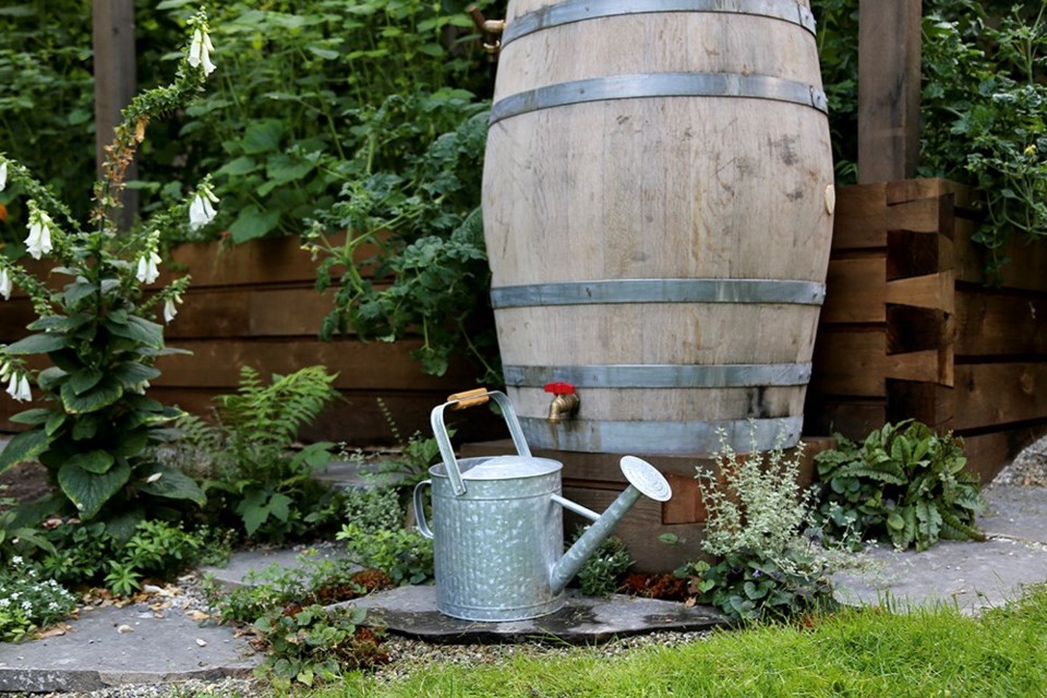 A retrofit wine barrel captures rain from Frank Giustra’s glass-roofed tomato beds.